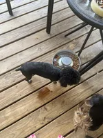 Sky, a female Poodle - Toy  for sale in Augusta, GA – 3 of 3