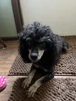 Sky, a female Poodle - Toy  for sale in Augusta, GA – 2 of 3