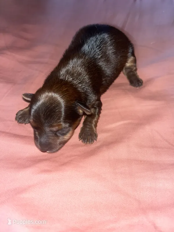 Paisley  – Yorkshire Terrier puppy for sale in Augusta, GA