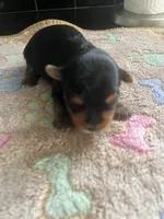 Blaze, a male Yorkshire Terrier for sale in Augusta, GA – 3 of 3