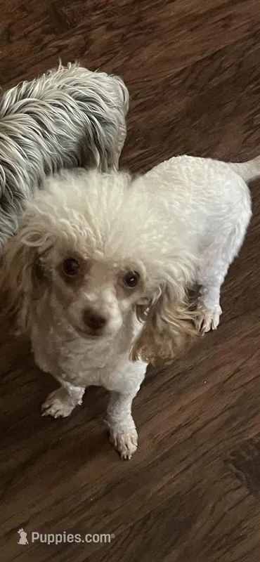 Dimond – Poodle - Toy  puppy for sale in Augusta, GA