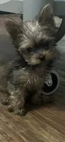 Trinket , a female Yorkshire Terrier for sale in Augusta, GA – 2 of 6