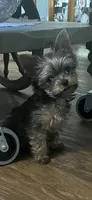 Piper , a female Yorkshire Terrier for sale in Augusta, GA – 2 of 4