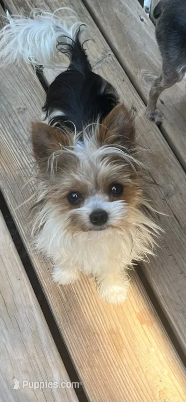 Sampson – Yorkshire Terrier puppy for sale in Augusta, GA