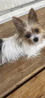 Sampson, a male Yorkshire Terrier for sale in Augusta, GA – 2 of 4
