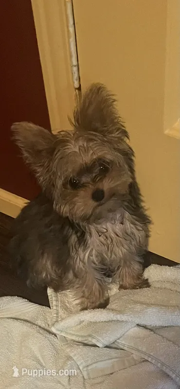 Piper  – Yorkshire Terrier puppy for sale in Augusta, GA