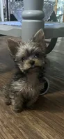 Trinket , a female Yorkshire Terrier for sale in Augusta, GA – 3 of 6