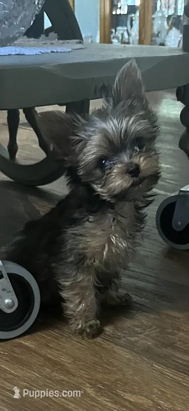 Trinket  – Yorkshire Terrier puppy for sale in Augusta, GA