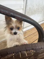 Sampson, a male Yorkshire Terrier for sale in Augusta, GA – 3 of 4