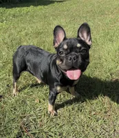 Chloe, a female French Bulldog for sale in Kingsland, GA – 2 of 2