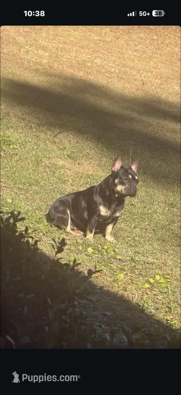 Chloe – French Bulldog puppy for sale in Kingsland, GA