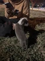 Eyebrow, a male American Pit Bull Terrier for sale in Glendale, AZ – Photo 2 of 3