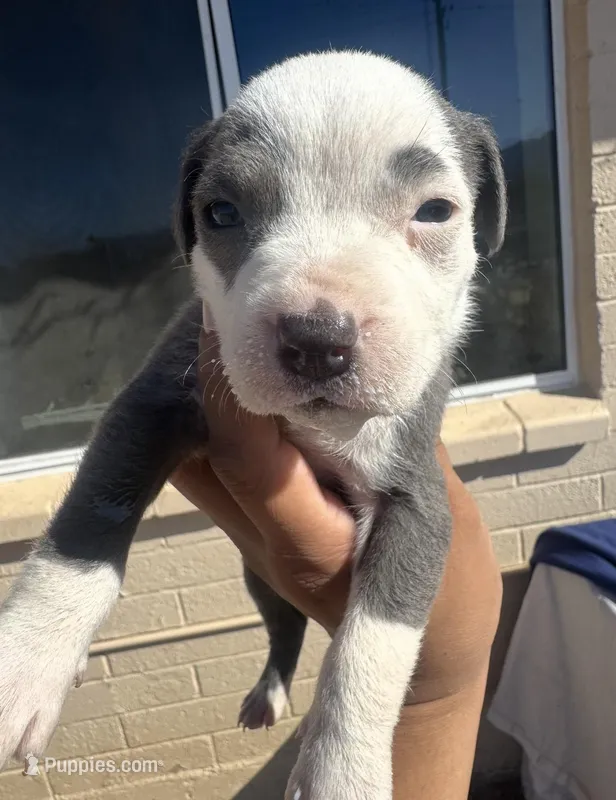 Eyebrow – American Pit Bull Terrier puppy for sale in Glendale, AZ