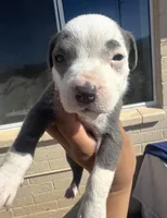 Eyebrow, a male American Pit Bull Terrier for sale in Glendale, AZ – Photo 1 of 3