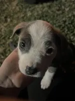 Eyebrow, a male American Pit Bull Terrier for sale in Glendale, AZ – Photo 3 of 3