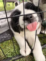 Juice , a male Miniature Australian Shepherd for sale in Chester, VT – 3 of 9