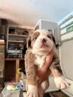 Kia, a female Miniature Australian Shepherd for sale in Chester, VT – 3 of 7