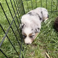 Jemma, a female Miniature Australian Shepherd for sale in Chester, VT – 2 of 10