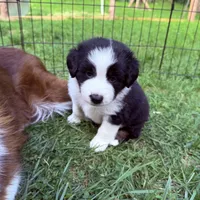 Juice , a male Miniature Australian Shepherd for sale in Chester, VT – 3 of 5