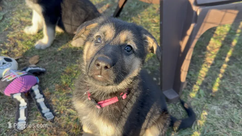 Lady – German Shepherd Dog puppy for sale in Chester, VT