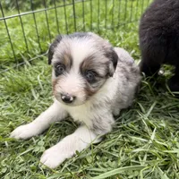 Jewel, a female Miniature Australian Shepherd for sale in Chester, VT – 5 of 8