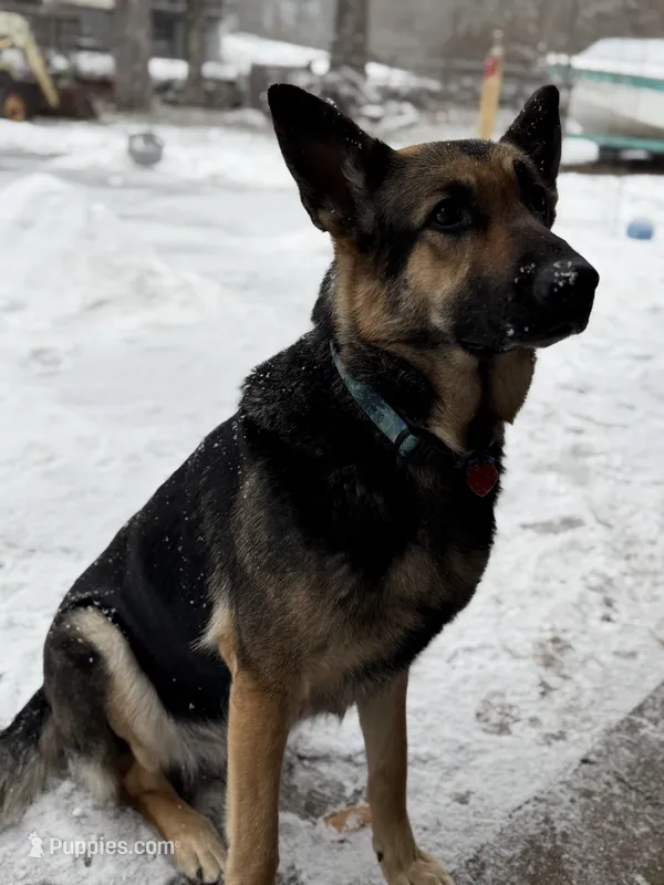 Vedas Upcoming Fall Litter  – German Shepherd Dog puppy for sale in Chester, VT