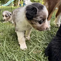 Jewel, a female Miniature Australian Shepherd for sale in Chester, VT – 6 of 8