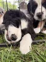 Juice , a male Miniature Australian Shepherd for sale in Chester, VT – 2 of 9