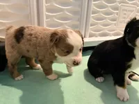 Kia, a female Miniature Australian Shepherd for sale in Chester, VT – 7 of 7
