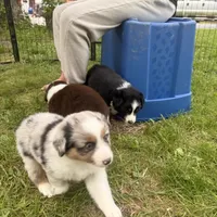 Jemma, a female Miniature Australian Shepherd for sale in Chester, VT – 5 of 10