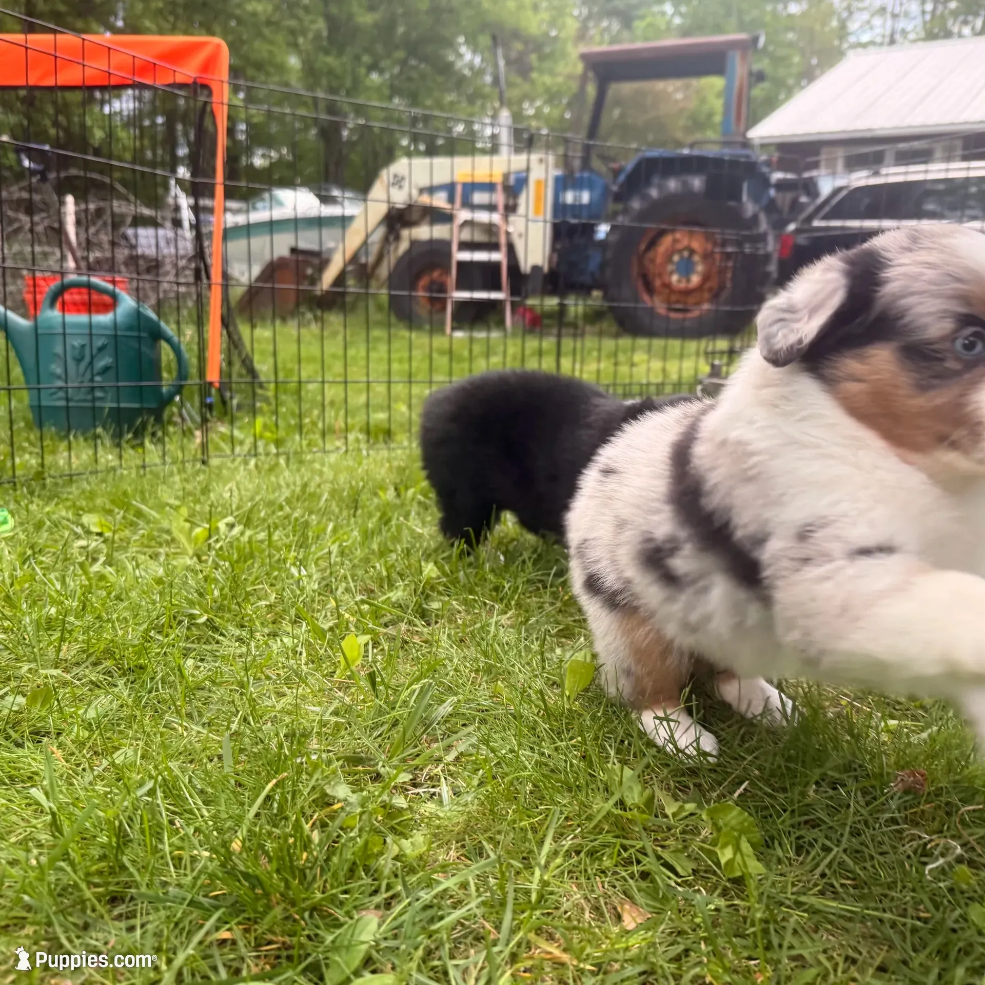 Jemma, a female Miniature Australian Shepherd for sale in Chester, VT – 6 of 10