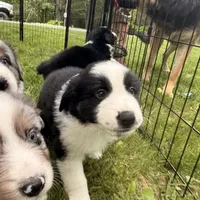 Juice , a male Miniature Australian Shepherd for sale in Chester, VT – 2 of 5