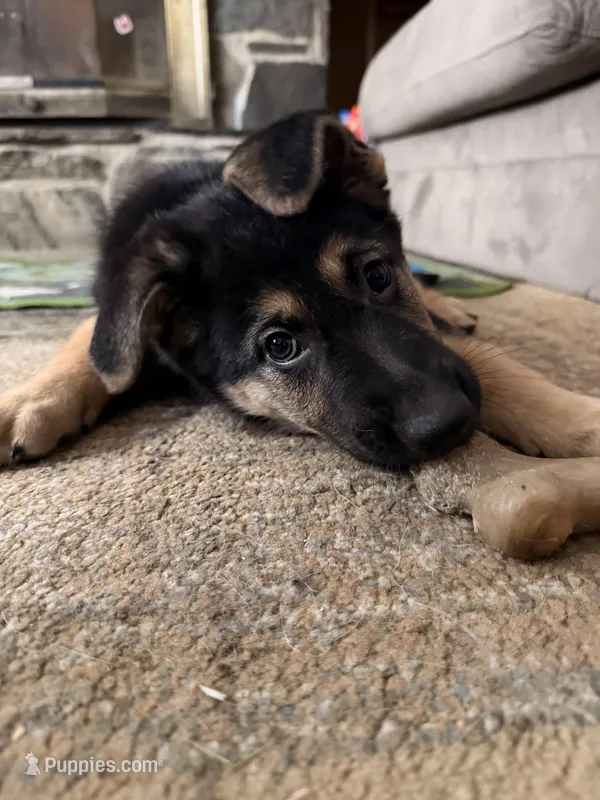 Ila - Yellow Collar Female  – German Shepherd Dog puppy for sale in Chester, VT