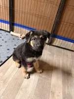 Ila - Orange Collar Female , a female German Shepherd Dog for sale in Chester, VT – Photo 5 of 5