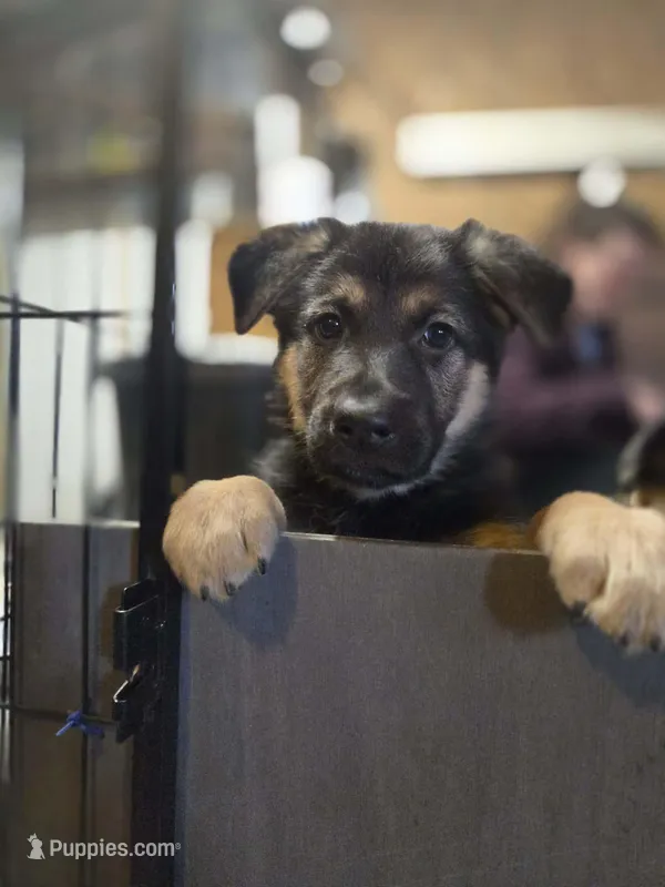 Ila - Orange Collar Female  – German Shepherd Dog puppy for sale in Chester, VT