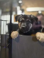 Ila - Orange Collar Female , a female German Shepherd Dog for sale in Chester, VT – Photo 1 of 5