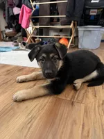 Ila - Orange Collar Female , a female German Shepherd Dog for sale in Chester, VT – Photo 4 of 5