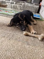 Ila - Yellow Collar Female , a female German Shepherd Dog for sale in Chester, VT – Photo 5 of 10