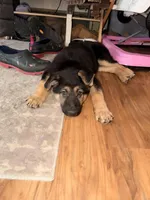 Ila - Yellow Collar Female , a female German Shepherd Dog for sale in Chester, VT – Photo 3 of 10