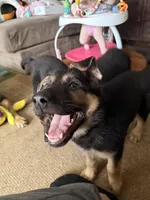 Ila - Yellow Collar Female , a female German Shepherd Dog for sale in Chester, VT – Photo 2 of 10