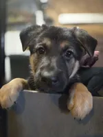 Ila - Orange Collar Female , a female German Shepherd Dog for sale in Chester, VT – Photo 2 of 5