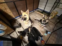 Ila - Orange Collar Female , a female German Shepherd Dog for sale in Chester, VT – Photo 3 of 5