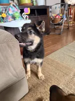 Ila - Yellow Collar Female , a female German Shepherd Dog for sale in Chester, VT – Photo 4 of 10