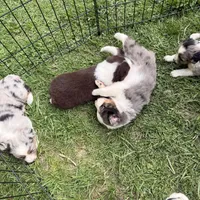 Jemma, a female Miniature Australian Shepherd for sale in Chester, VT – 9 of 10