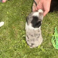 Jewel, a female Miniature Australian Shepherd for sale in Chester, VT – 8 of 8