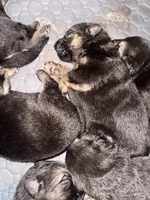 Luna , a female German Shepherd Dog for sale in Chester, VT – 4 of 9