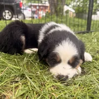 Jameson , a male Miniature Australian Shepherd for sale in Chester, VT – 7 of 8