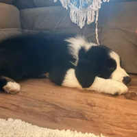 Juice , a male Miniature Australian Shepherd for sale in Chester, VT – 4 of 9