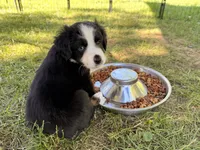 Kash, a male Miniature Australian Shepherd for sale in Chester, VT – 2 of 8