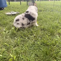Jemma, a female Miniature Australian Shepherd for sale in Chester, VT – 4 of 10